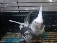 Çekmeköy Sultan Papağanı 2 Aylık