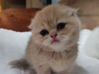 Çok Sevimli Safkan Exotic Amerikan Kedisi