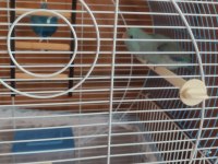 15 ağustos doğumlu mavi erkek forpus yavrusu