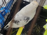 Gökbeyazı Ve Gri Süslemeli Genç Erkek Muhabbet Kuşu