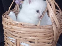 Mavi Göz Kedimiz Sahiplendirilir