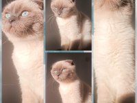 Dünya güzeli scottish blue point kedimiz sora