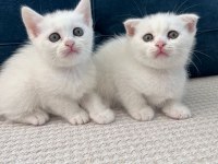 Kedilerimizi Sahiplendiriyoruz