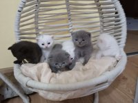 British bebek british shorthair kediler