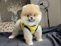 Ayı Surat Pomeranian Boo Yavrular