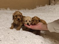 Tatlı Mi Tatlı Poodle Minikler