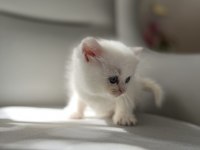 Dişi Güzel British Shorthair Bebeğim