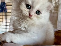 Golden Ve Silver British Longhair Bebekler