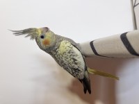 Sultan Papağanı Sahiplendirilecek Kuşlar