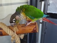 Konur Papağanımız