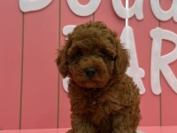 Tüy yumakları köpeklerimiz yeni mutlu ailesini arıyor