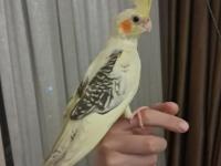 3 aylık erkek sultan papağanı