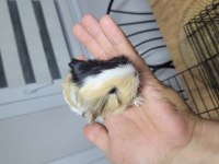 Fethiyede Guinea Pigler Sizleri Bekliyor