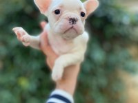 Muhteşem Yüzlü French Bulldog Yavrularımız