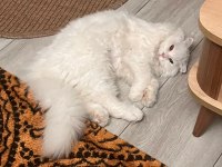 Beyaz Kedimiz Zeka Küpü Oyuncu Uysal Çocuk Dostu Erkek Pamuk