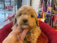 Poodle Erkek Aklıma Yatan Irk Olursa Takas Da Yapabilirim