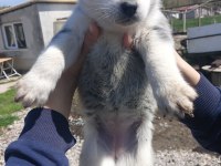 Uygun Fiyata Sağlıklı Husky Yavrular