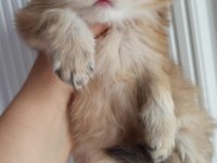 Emsalsiz British Longhair Ny11