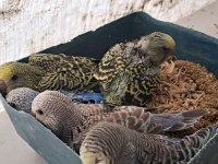 Kaliteli Muhabbet Yavrular Ele Alıştırmalık Konuşturmalık