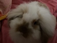 Hollanda Lop Tavşanı