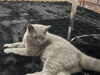 Ücretsiz kedimiz british sahiplendirilecektir.