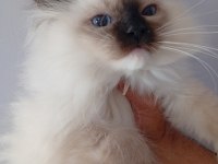 2 Erkek Mitted Ragdoll Yavrum Ailesini Arıyor