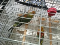 Şarkıcı Pareket Papağanı