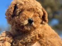 Tüy Yumağı Poodle Yavrumuz