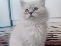 British longhair 65 günlük yavrular