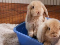 Hollanda lop ırk garantili tavşan (üreticiden)