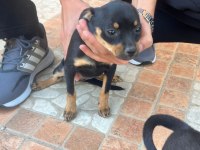 7 Aylık Dişi Minyatür Pinscher (Pinçır) – Kaçırılmayacak