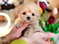 Teddy bear kore kaniı toy poodle yavrulariımız