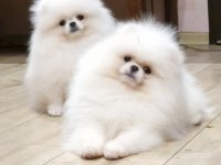 Bembeyaz ayı surat pomeranian