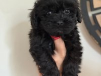 Tüy derdi olmayan nadir ırk maltipoo yavrular