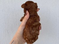 Toy Poodle Bebek Köpekler