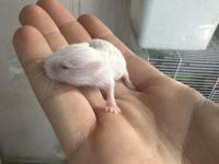 30-35 tane satılık hamster