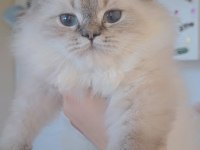 Cana Yakın Oyuncu British Yavrular