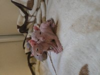 Şecereli Annenin Tatlı Elf Sphynx Yavruları