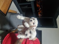 Lekesiz Maltese Terrier Minnak Köpeklerim