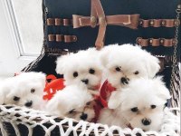 Mini Boy Maltese Terrier Yavrularımız