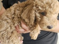 3 Küçük Poodle Ponçik