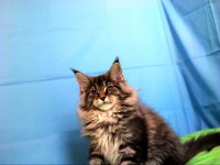İlloai ve arthur eşleşmesi en iri şecereli safkan maine coon