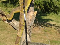 1 yaşında evcil iguana