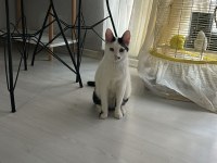 Oyuncu aile dostu kedimiz tam bir titrek