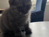 Scottish Fold Kediler