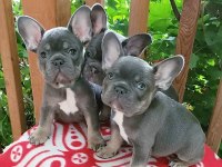 French Bulldog Köpekler