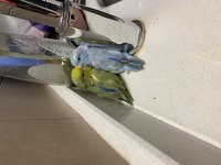 Çift forpus papağanı ve malzemeler