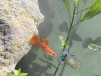 3 Yetişkin 16 Yavru Lepistes