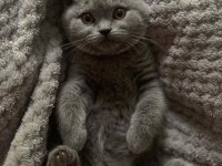 Beklenen İlan Açıldı A+ Brıtısh Shorthair Yavrular