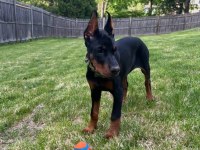 Sağlık Ve Irk Garantili Doberman